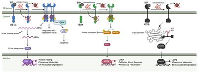 Navigating the landscape of the unfolded protein response in CD8+ T cells